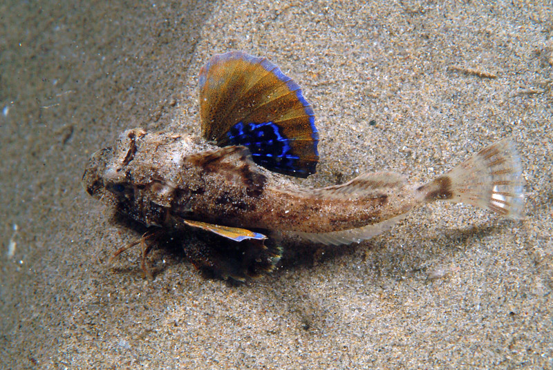juvenile Chelidonichthys lucerna